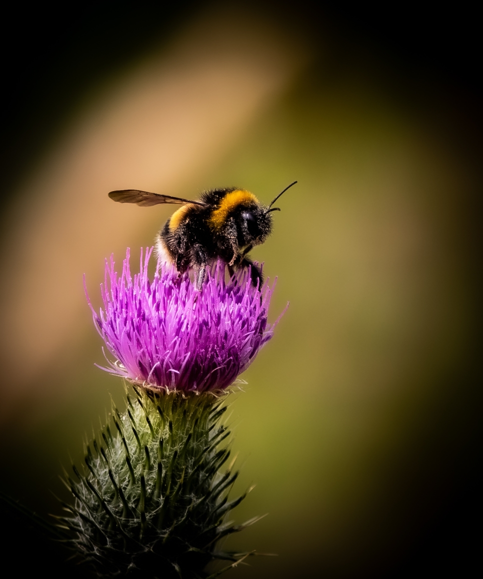 Insect Photography Competition Winners